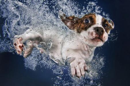 狗耳朵，水，潜水