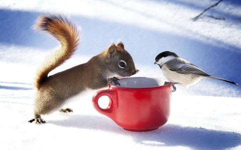 松鼠，山雀，冬天，杯子，情况，积极