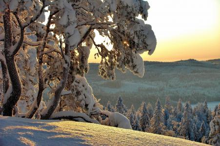 Hannu Koskela，自然，冬天，雪，树，冷杉