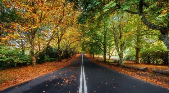 路，树，叶子，秋天