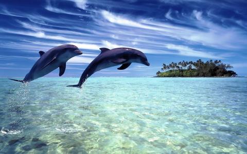 海豚，海洋，水，海，跳转