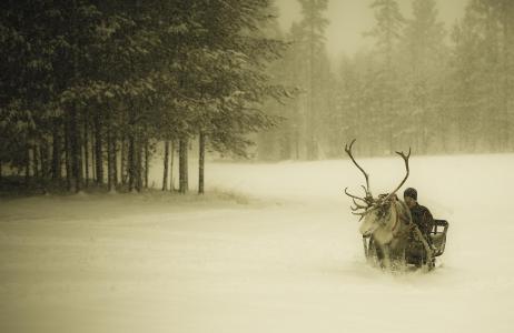 冬天，雪，降雪，森林，家伙，雪橇，鹿，芬兰