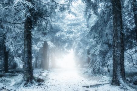 自然，冬季，森林，雪，路，雾，美丽，利弊，照片