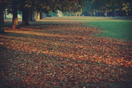 树木，地毯，性质，叶子，秋天