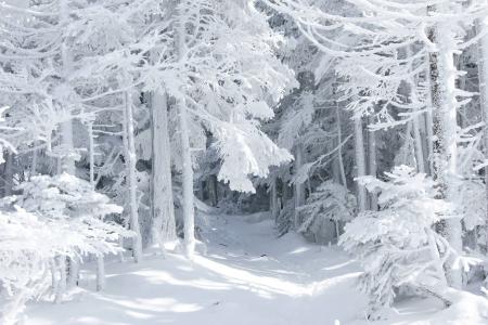 自然，冬天，森林，童话，雪
