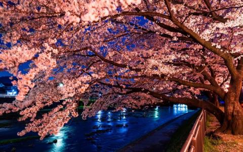 开花的樱花，水渠，国家公园，东京