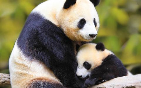 熊猫，熊，妈妈，幼崽，可爱