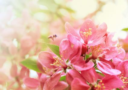 春天，蜜蜂，美丽，宏观照片主题，开花，美丽