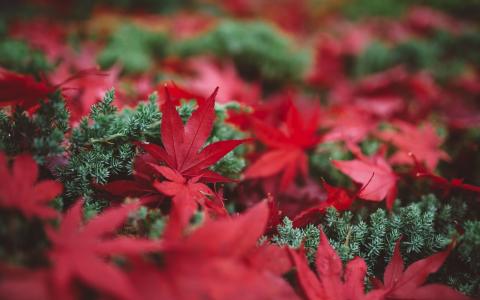 性质，秋天，叶子，宏观照片主题