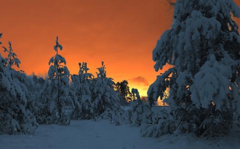 冬天的童话，冬天，森林，雪，冬季森林，松树，Kharlanov Nikita