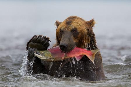 熊，鱼，红鲑鱼，赶上，水，堪察加半岛