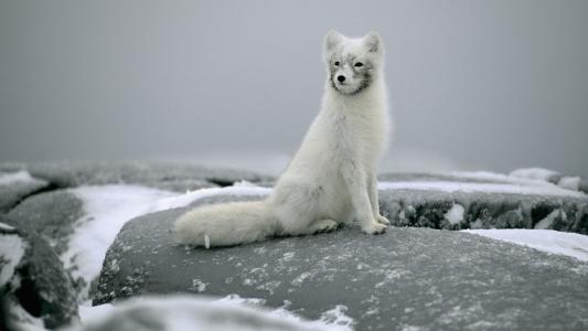坐，岩石，北极狐，雪，极地狐狸