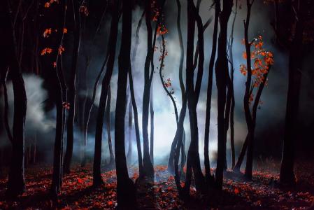 神秘的森林，树木，夜，阴霾，光