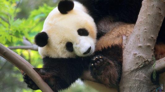 熊猫，大自然