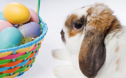 复活节，兔子，用鸡蛋篮子