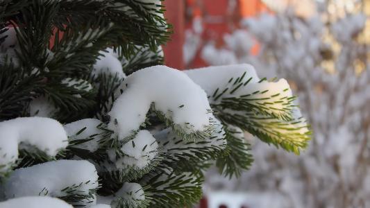 圣诞树，针，雪，冬天