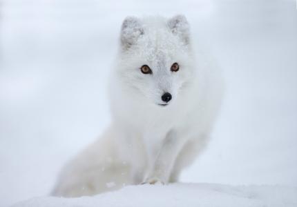 北极狐，极狐，雪，外表，口吻