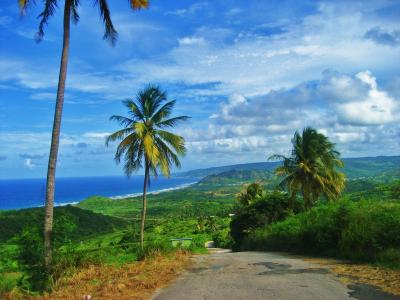 巴巴多斯岛，绿色，路，棕榈树，海洋，天空，美丽