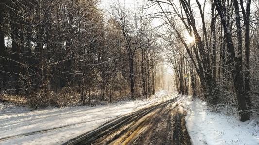 路，森林，冬天