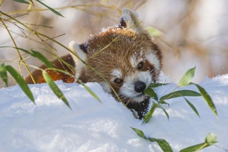 红熊猫，火狐，科，竹，雪，冬，小熊猫
