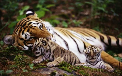 老虎，家庭，孩子，猫，掠食者，照片，自然，主题，积极