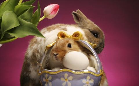 复活节设置，兔子和睾丸，棕白色