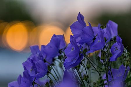 铃花，蓝色，鲜花，花瓣，眩光，焦点