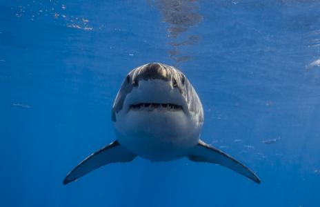 白鲨鱼，鲨鱼，照片，在水之下