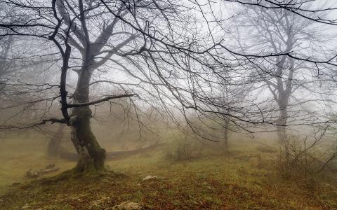 景观，性质，雾，树