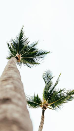 高高的棕榈树