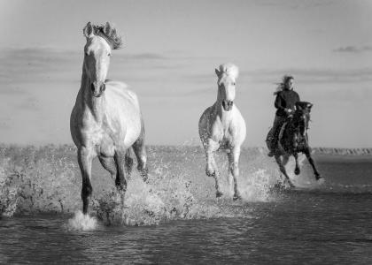单色，马，骑手，河，水
