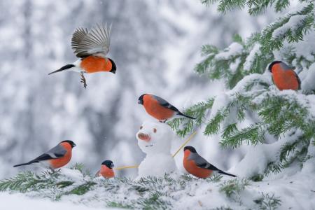 照片，世界鸟类，红腹灰雀，红腹灰雀，冬季，毛皮树，雪，飞行，雪人