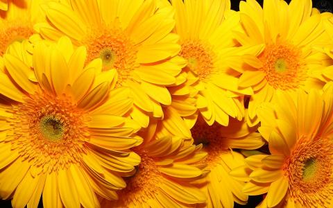 向日葵，大黄色的花朵，五颜六色