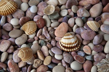 贝壳，石头，宏