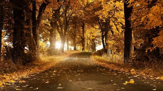秋天的胡同，路上，散落着黄色的叶子，金色的主题，树木，让人眼前一亮
