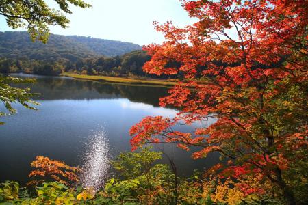 自然，秋天，池塘，森林，美容