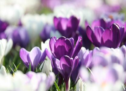 丁香，春天，花瓣，番红花，白色，紫色