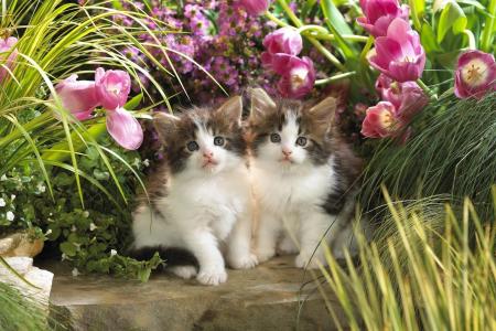 小猫，鲜花，友谊，郁金香，草，美丽