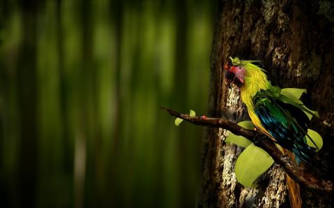 鹦鹉，树，绿色的翅膀，黄色的脖子