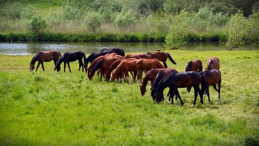 夏天，草地，牧场，河流，马，牛群