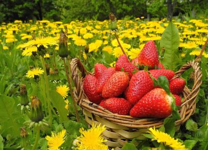 成熟的草莓，在篮子里，在向日葵的字段上