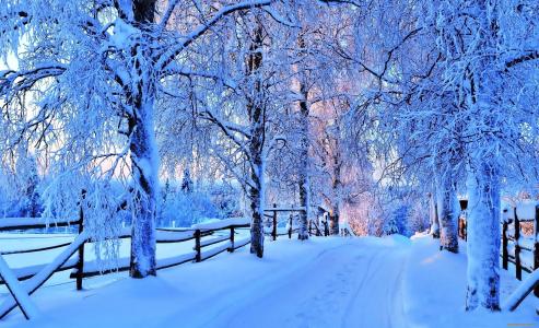 冬天，雪，树，路，白霜