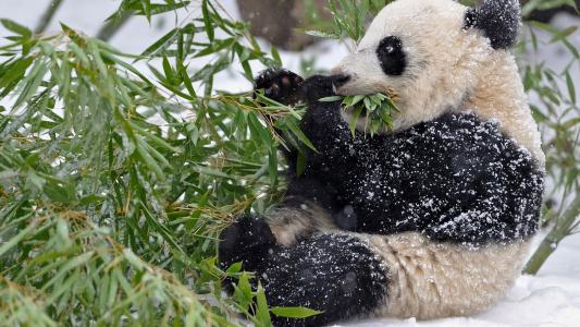 熊猫，雪，竹子