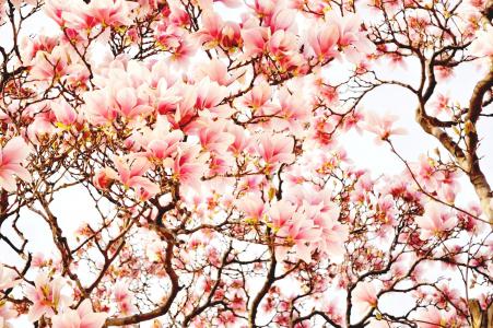 树，性质，分支机构，玉兰，粉红色，鲜花，春天