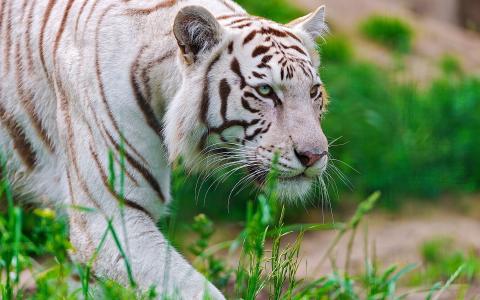 老虎，捕食者，老虎，口吻，白色