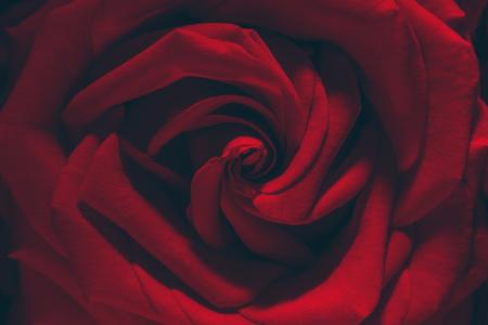 玫瑰，黑暗的背景