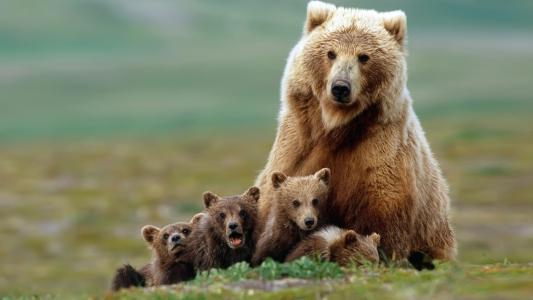 熊，同性恋，小狗，野生，灰熊