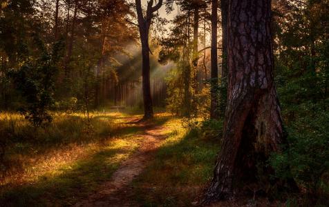 早上，森林，松树，阳光，光线，路径，迈克尔MSH
