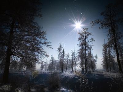 景观，森林，夜晚，雪