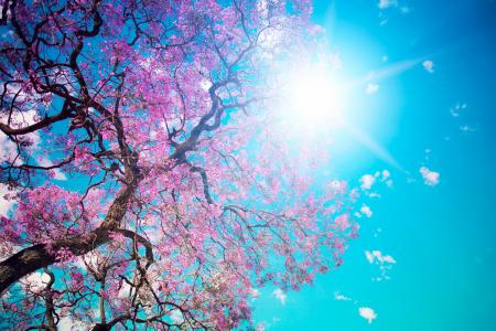 美丽的树开花，树，开花，粉红色，花瓣，耀眼，太阳，蓝色，天空，美女